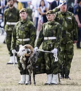 Swedish army goat