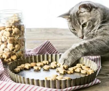 11 DIY Cat Treats: Impress Your Kitty With Yummy Goodies Meo