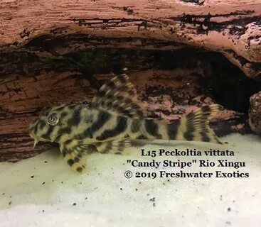 L15 Peckoltia vittata "Candy Stripe" Rio Xingu 4-5" $35.00 -