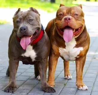 6 Strange Dogs With Pitbull Breeding Result - Steemit Pitbul