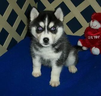 pomsky puppies for sale Pomsky puppies, Pomsky puppies for s