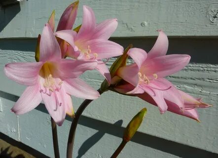 Lily pink flower free image download
