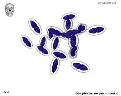 Streptococcus pneumoniae (pneumococcus) bacteria dangerous i