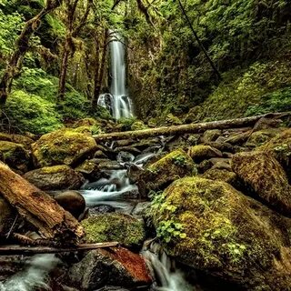 Sweet Creek Falls & Hiking Trail - Тропа