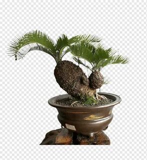 Sago palm Bonsai Cycad Tree Seed, Potted Tree, tree Branch, 