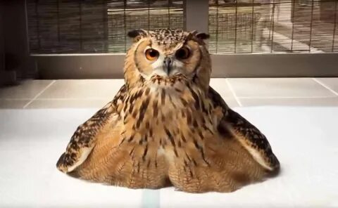 Best Of Owls In 3 Minutes - Funny And Cute Owl Compilation F