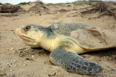 Free Images : beach, nature, sand, ocean, walking, wildlife,