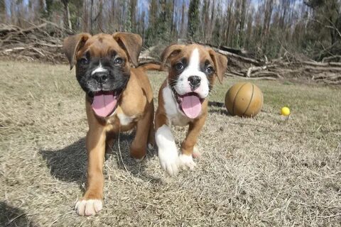 bully boxer puppies for sale Online Shopping