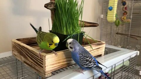 Kiwi and Pixel playing on their new perches and eating kitty