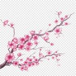 Free download Cherry blossom, Cartoon painted cherry, waterc