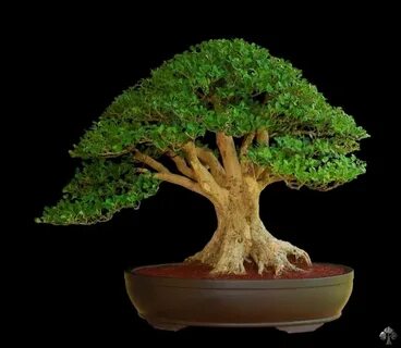 Buxus microphylla by Juan Andrade from Costa Rica Boxwood bo