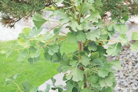 Ginkgo biloba, Arbre aux quarante écus - Plantation, taille 