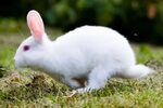 Free photo: Rabbit - Animal, Fast, Friend - Free Download - 