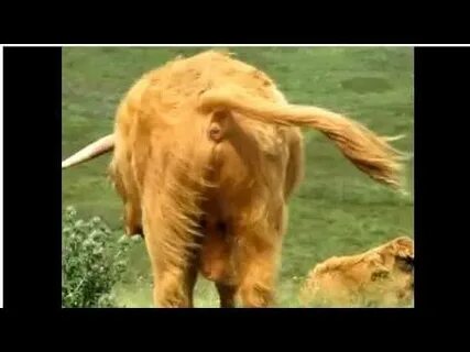 cow attack 2 - YouTube