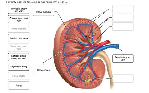 Label The Blood Vessel Human Bio / Explaining how the human 