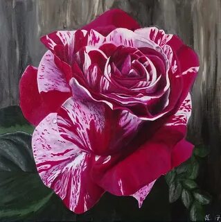 Variegated Rose Painting by Amelia Emery Fine Art America