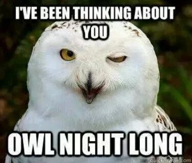 Oh yeah lol Funny owl memes, Funny owl pictures, Funny owls