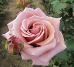 Simply Gorgeous Fragrant roses, Hybrid tea roses, Rose varie