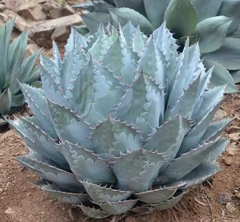 PlantFiles Pictures: Agave Species, Cabbage Head Agave, Cent