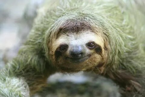 17 удивительных фактов о ленивцах 7 Smiling sloth, Baby slot