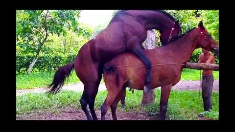HORSE MATING BREEDING 2018 - animal world - YouTube