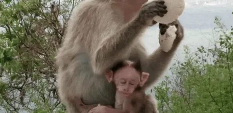 Bff monkeys GIF - Find on GIFER