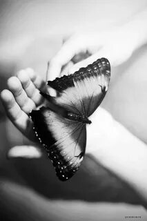 DREAMER Beautiful butterflies, Butterfly, Life is strange