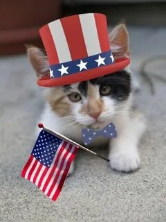 Grasp the Incredible Funny 4th Of July Cat Memes - Hilarious