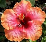 Hibiscus INGENUE Collection (3 color minimum) - Erin Rachel 
