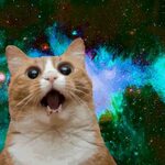Moons. Cat in space Galaxy cat, Crazy cats, Space cat
