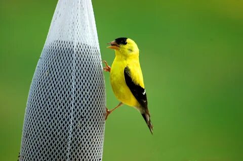 Yellow Golden Finch Bird feeding free image download
