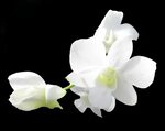 Wallpaper : flowers, orchids, white, whiteflowers, whiteorch