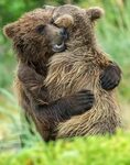 Pin on I am a Grizzly Bear Lover