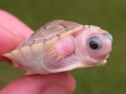 Albino Red Eared Slider Turtle