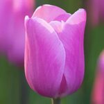 28 Spring Blooming Tulips to Plant This Fall!