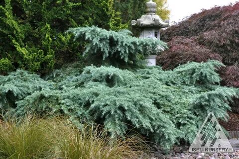 Cedrus deodara 'Prostrate Beauty' Zone: 6-9 Height: 12-24i. 