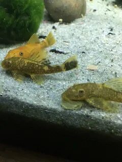 Calico/Red Mix Bristlenose Pleco Fish Ancistrus Catfish, Ple