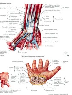 Строение кисти - Анатомия человека Физиология человека