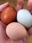 Pin by Erin Hollis on Eggs Chicken for dogs, Farm fresh eggs