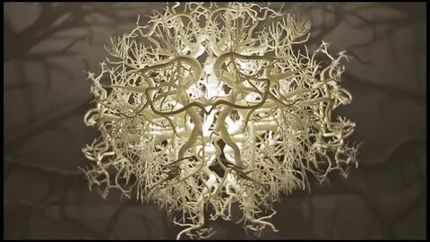 Forms in Nature Natural lamps, Light sculpture, Chandelier