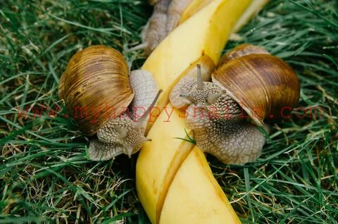 Pet snails and banana Pet snails, Roman snail, Snail