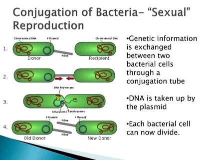 PPT - Bacteria PowerPoint Presentation, free download - ID:2