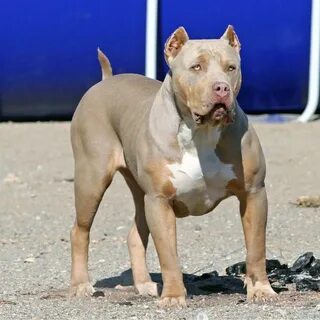 Newest lilac tri pitbull puppies for sale Sale OFF - 62