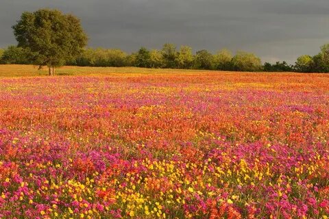 21 insanely colorful photos of Texas wildflower season Wild 