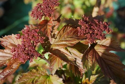 Viburnum Sargentii Onondaga - Emerald Plants