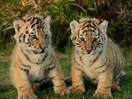 Pin by hunny Adam on Wildlife Animals Baby tigers, Tiger pho