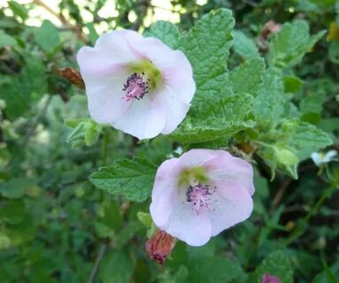 anisodontea - France news collections