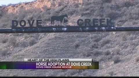 Dove Creek Equine Rescue Provides Safe Haven for Horses - Yo