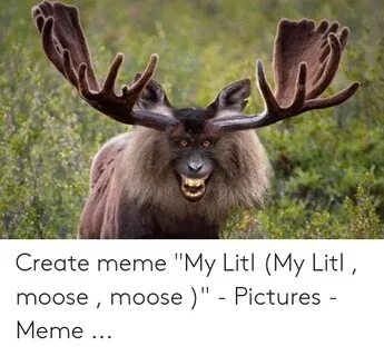 🐣 25+ Best Memes About Moose Pictures Moose Pictures Memes