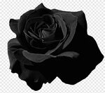Free download Black rose illustration, Garden roses Flower P